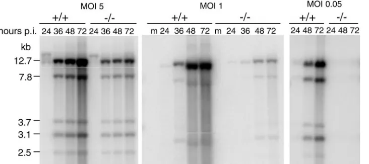 FIG. 8. Multiplicity-dependent defects in viral DNA replication in Sur2�(The sizes of the viral DNA fragments are indicated in kilobases