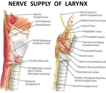 Figure 1: Nerve Supply of Larynx 