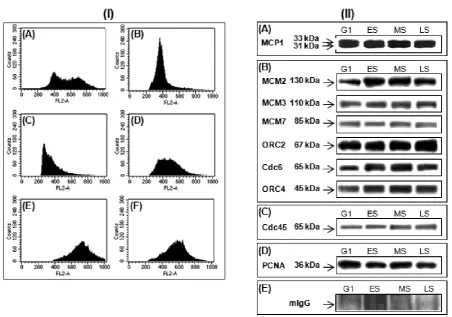 Fig. 3. Reverse co-immunoprecipitation (IP) of HeLa nuclear extracts, synchronized at early S-phase by double thymidine block (DBT), with antibodies against Cdc6, ORC2, ORC4, MCM2, MCM3, MCM7, Cdc45, PCNA, HP1, MetH3K9 and MCP1 followed by immunoblotting 