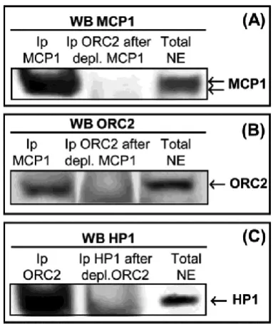 Fig. 4. (A) Western blot with anti-MCP1 antibody using K562 nuclear extracts that were previously immunopre-cipitated with MCP1 (left), firstly depleted of MCP1 fol-lowed immunoprecipitation with ORC2 antibody (mid-dle), and total nuclear extracts not immu