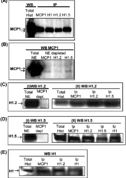 Fig. 5. (A) K562 histone preparations were immunoprecipitated (IP) with anti-MCP1, histone H1 (total), histone H1.2 and histone H1.5 antibodies followed by western blot (WB) performed with anti-MCP1 antibody