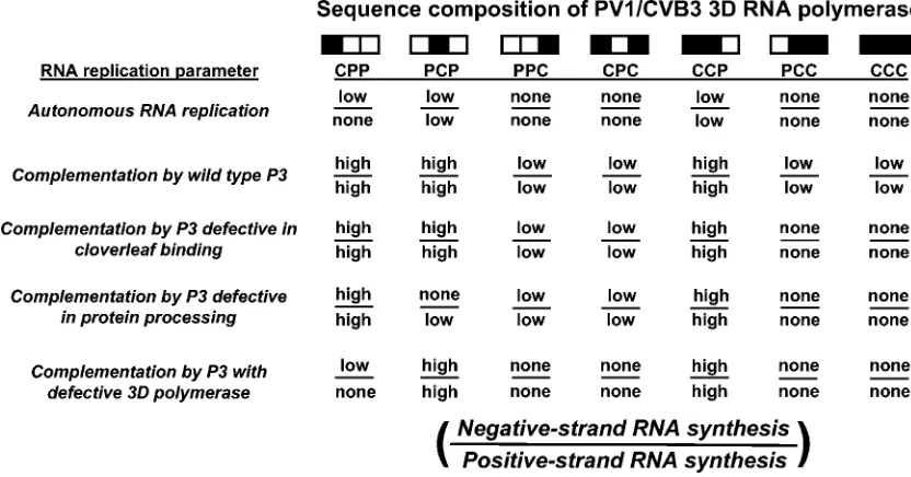 FIG. 6. In vitro RNA polymerase assays. Wild-type and PV1/CVB3transcripts were translated in vitro, providing a source of 3D RNA