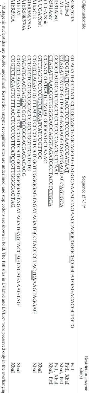FIG. 1. NS5B insertion sequence mutants. NS5B amino acid posi-tions are indicated at the top (17) (GenBank accession number
