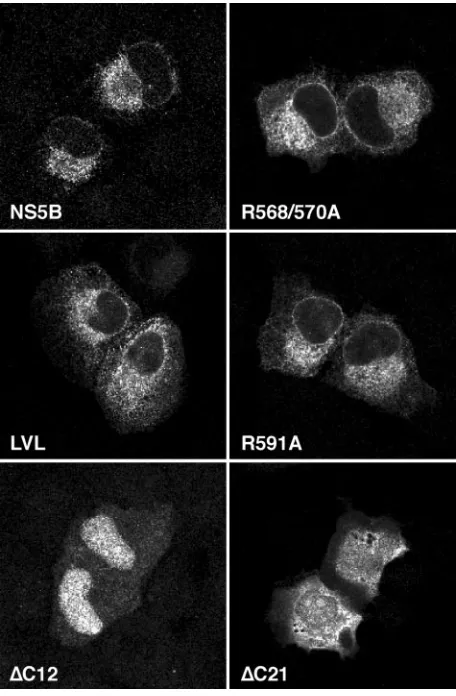 FIG. 3. Membrane association of NS5B insertion sequence mu-tants. Hypotonic lysates of U2-OS cells transiently transfected with