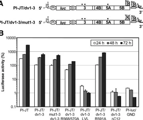 FIG. 6. Discrimination of protein versus RNA effects of mutationsin the NS5B insertion sequence