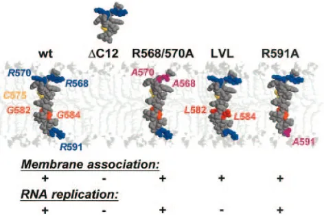 FIG. 7. Membrane association and RNA replication of NS5B in-sertion sequence mutants. A molecular model of the NS5B segment