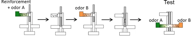 Figure 3: Classical olfactory conditioning in Drosophila 