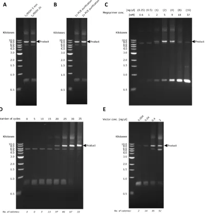 Figure 2. Optimization of PTO-QuickStep. The DNA gel shows the yield of megaprimer PCR (iodine cleavage, (A)for diﬀerent iodine cleavage times, (B) with and without an additional PCR puriﬁcation step prior toC) for diﬀerent megaprimer concentrations, (D) for diﬀerent number of PCR cycles,and (E) for diﬀerent recipient plasmid concentrations.
