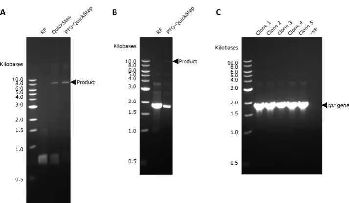 Figure 3. (A) Megaprimer PCR yield of RF cloning, QuickStep and PTO-QuickStep in the rfp cloningexperiment