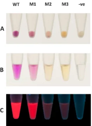 Table 3. Nucleotide and amino acid substitutions found in the three isolated RFP variants (M1, M2, and M3).