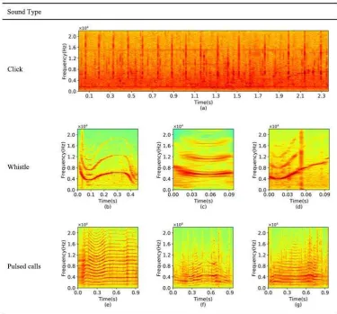 Figure 1. Spectrograms (frequency-time diagrams) showing examples of the three types of pilot whale sound