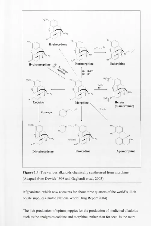 Figure 1.4: The various alkaloids chemically synthesised from morphine. 