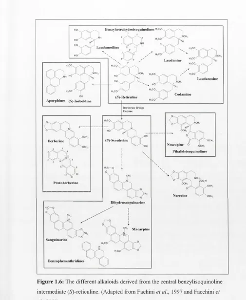Figure 1.6: The different alkaloids derived from the central benzylisoquinoline 