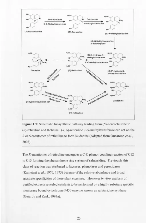 Figure 1.7: Schematic biosynthetic pathway leading from (5)-norcoclaurine to 