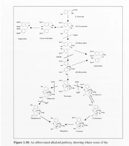 Figure 1.10: An abbreviated alkaloid pathway showing where some of the