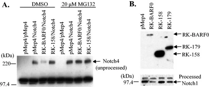 FIG. 1. RK-BARF0 induces proteasome-dependent degradation of Notch. (A) H1299 cells were transiently transfected with combinations ofmyc-tagged Notch4 and full-length His6-tagged RK-BARF0 or a mutant encoding the ﬁrst 158 amino acids of RK-BARF0 (RK-158), which cannot