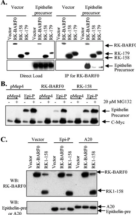 FIG. 2. RK-BARF0 binds and induces proteasome-dependent deg-radation of epithelin precursor