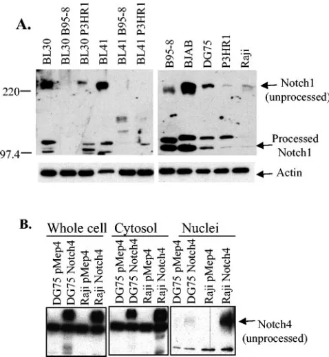 FIG. 4. RK-BARF0 binds scramblase but does not induce protea-some-dependent degradation