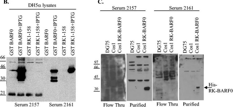 FIG. 6. Puriﬁcation of RK-BARF0 speciﬁc antisera. (A) The sequence of the peptides used to inoculate rabbits are underlined within theRK-BARF0 amino acid sequence