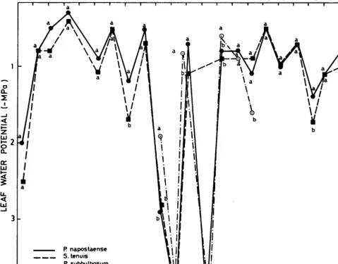 Fig. 3. kaf water potentials at 0800. For each date, values with the same letter are not significantly dif/erent (PCO.05)