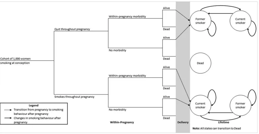 Figure 2 shows a simpliﬁ(Supporting information, Appendix S1). Fetuses conceivedby virtual cohort women enter a decision tree (left-handside) which determines how many survive to birth and,ed fetal model structureof these, what proportion have low birth we
