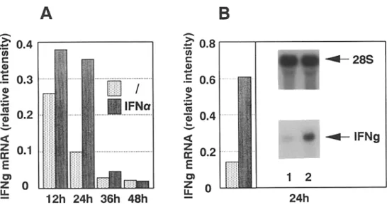 Figure  5.  IFN-,v increases the  expression of mRNA for IFN-% 