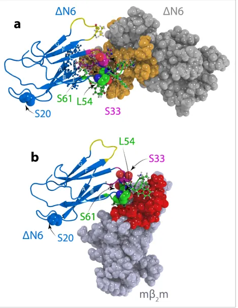 Figure 4. Structural models ofDare shown in a ball and stick representation on one subunit and are colored in space fill in gold in ( DN6 dimers