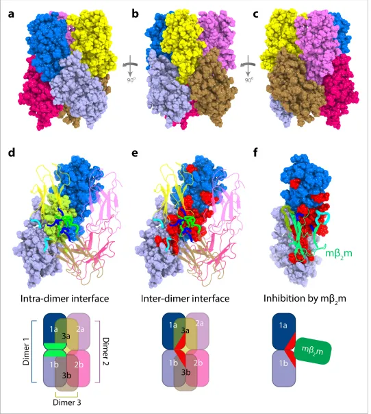 Figure 5. Structural model ofin green on the surface of the dimer formed from subunits 1a and 1b (within dimer A), with the other dimers shown as cartoons