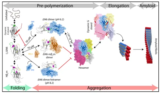 Figure 8. Fibril formation in atomic detail. Schematic representation of the mechanism of amyloid formation forseeds and show enhanced dynamics in the G strand which could represent the first step towards the major structural reorganization required to for