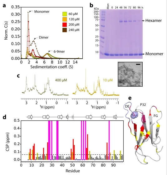 Figure 2. Dorder species decrease in intensity at high protein concentrations (>200N6 oligomer formation