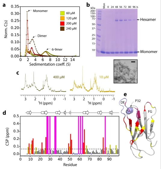 Figure 2. Dorder species decrease in intensity at high protein concentrations (>200N6 oligomer formation