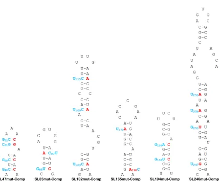 Figure 5. Translation phenotype in the context of replication-deficient sub-genomic CHIKV replicon system (CHIKV Rep(GDD>GAA)) in (A) Huh7and (B) C6/36 cells at 6 h post-transfection for Huh7 cells and 8 h post-transfection for C6/36 cells