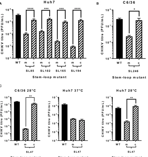Figure 8. Replication phenotype of WT CHIKV (black) compared to virus containing mutations (hatched bars) predicted to destabilize (m) or restore (c)(the heteroduplex stem of genomic RNA structures