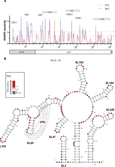 Figure 1. (A) Relative SHAPE reactivity for CHIKV 5′ UTR and adjacent nsP1 encoding region at 37◦C (red) and 28◦C (blue) (n = 3)