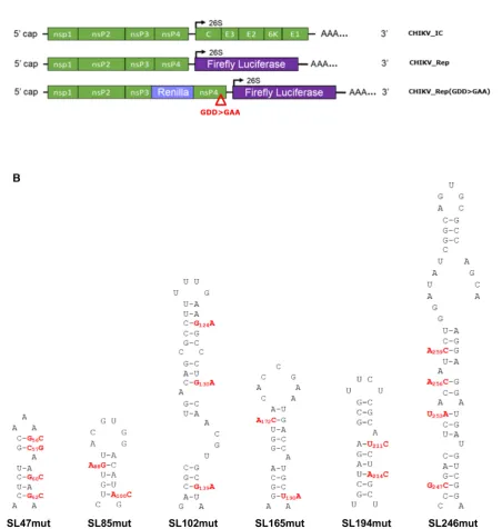 Figure 2. (A) Schematic representation of CHIKV infectious clone (CHIKV IC) and sub-genomic replicon constructs––reporting genome replicationthrough expression of Firefly luciferase (CHIKV Rep) or translation through expression of Renilla luciferase, in th