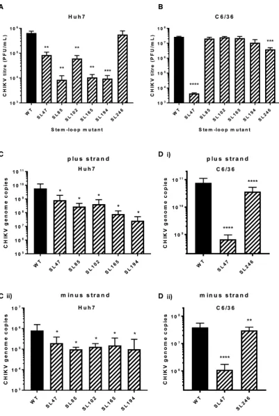 Figure 3. Replication phenotype of infectious wild type (WT) CHIKV (black bar) compared to virus bearing mutations predicted to destabilize the het-eroduplex stem RNA structures (hatched bars), in (A) Huh7 human and (B) C6/36 Ae