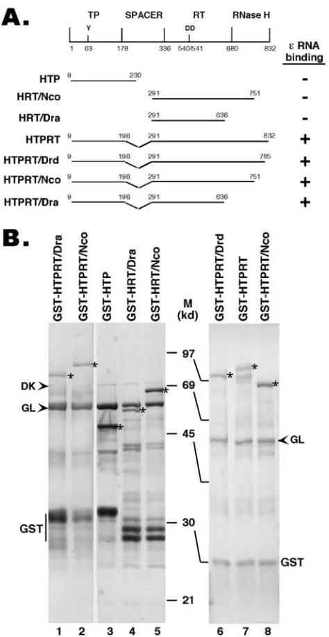 FIG. 1. Expression of truncated HBV RT proteins and domains.(A) Schematic diagram of the HBV RT proteins and domains ex-