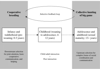 Figure 4.2. Selective feedback loop between cooperative breeding and collective hunting of big game