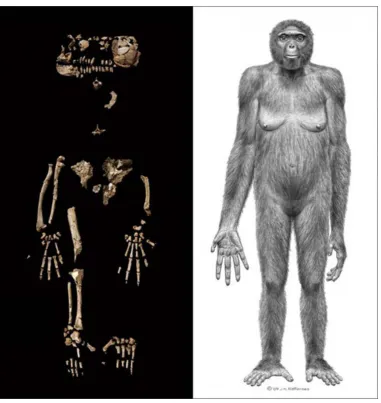 Figure 3.1. Partial skeleton (right) and artist’s reconstruction (left) of a relatively 