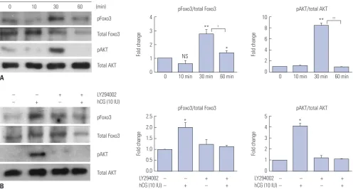 Fig. 2. LH/hCG regulates Foxo3 localization. (A) R2C cells were cultured in the serum-starved condition for 24 hr and stimulated with 10 IU of hCG for 10, 30, and 60 minutes