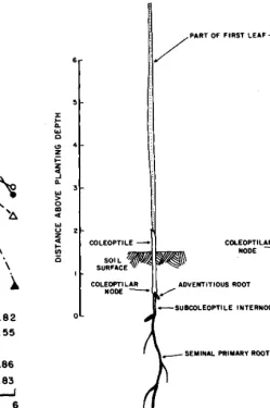 Fig. 2. Planting depth effects on rate of seedling emergence of2 sources of green needlegrass under 2 temperature regimes