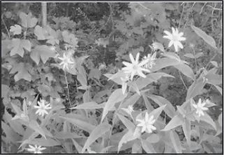 Figure 1.  Eggert's sunflower(Helianthus eggertii).  Photo by ReneeSlaughter.