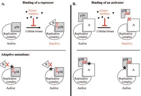 FIG. 5. Working model. Replication in cell culture is inhibited in the presence of p58