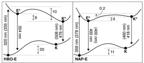 Fig. 8Computed TD-DFT potential energy diagram for HBO and NAP (atthe TD-DFT B3LYP 6-311+G(d,p) level)