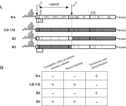 FIG. 3. Characteristics of the parental and chimeric viruses. (A) Genetic organization of the viral strains used in this study