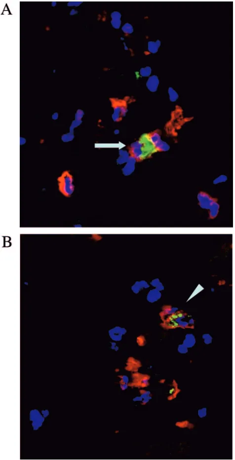 FIG. 7. Detection of viral capsid antigens by immunoﬂuorescencein frozen sections of spinal cord