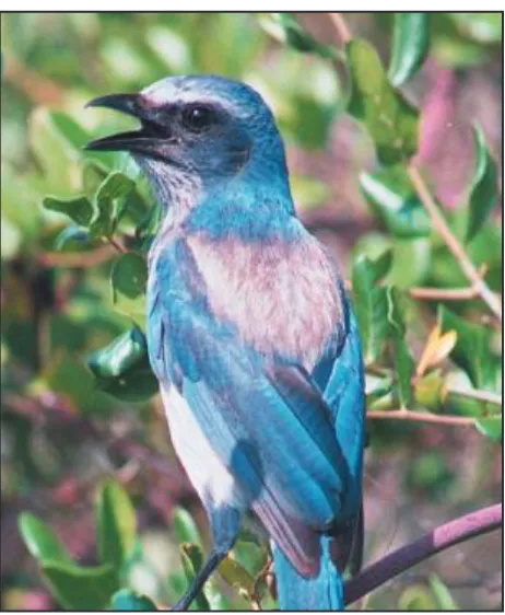 Fig. 2. Florida Scub-jay at Savannas Preserve State Park. Photo by Ernie Cowan.