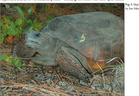 Fig. 3. Gopher Tortoise. Photo 