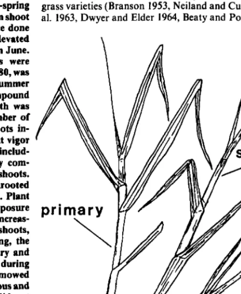 Fig. 1. Example of a shoot system of Alumo switchgross with primary, secondary, and tertiary compound shoots