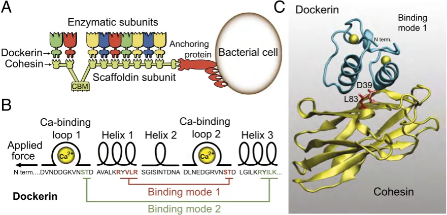 Figure 2 introduces a particularly intriguing class of enzymes, presented in the context of this thesisand involved in biomass degradation by multimodular protein assemblies, the cellulosomes [22]